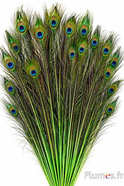Pauw blauw - 60-70 cm - limoengroen